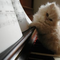 Musician Kitten