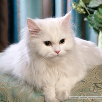 A Pretty Persian