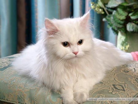 A Pretty Persian - pretty, persian, white, cat