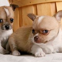 TWO CUTE CHI CHI