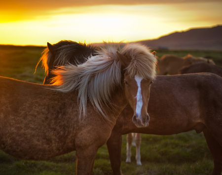 Golden Horses - sunrise, nature, horses, animals