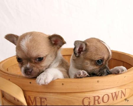 Two baby adorable chihuahua's. - cute, friendship, puppies, special