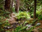 A Creek Through the Forest