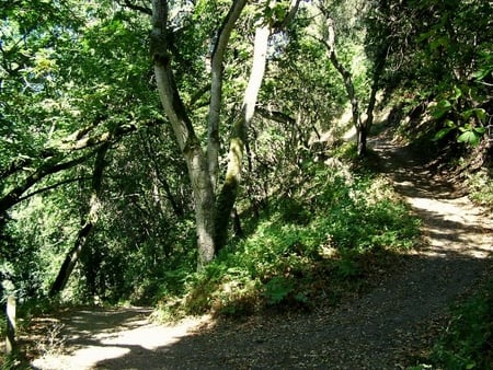 Going Up One Level - forest, trees, trail, dirt