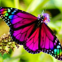 Rainbow wings