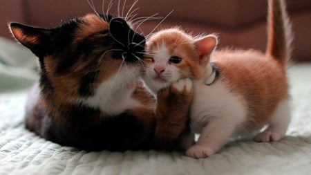 CUTE CATS - two, cute, animals, cats