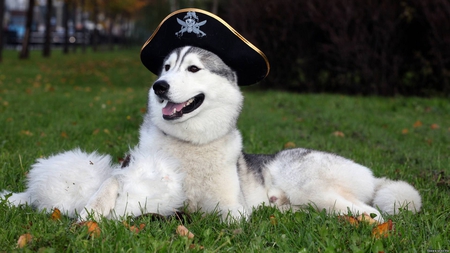 PIRATES OF THE CARIBBEAN - dogs, grass, trees, animals