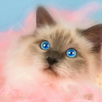 Blue-eyed kitty