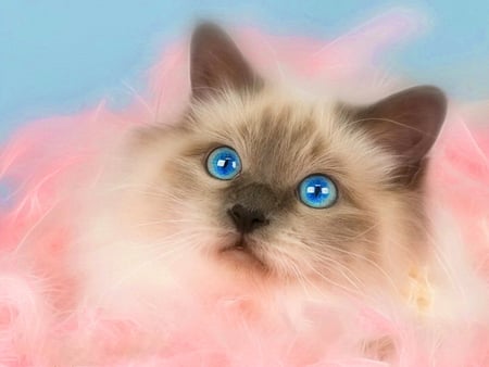 Blue-eyed kitty - blue, sweet, cat, animal, kitten, eyed, cute, adorable, kitty