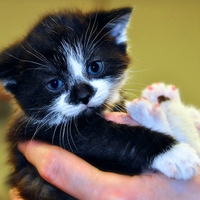 Kitty in hand