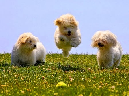 Jump - white, three, jumping, dogs, jump, grass, cute, puppies