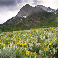 Wild Flowers