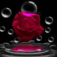 Dark red rose