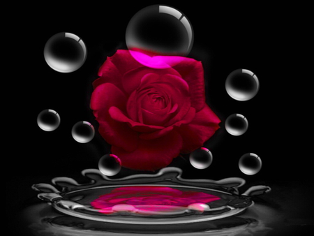 Dark red rose