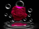 Dark red rose