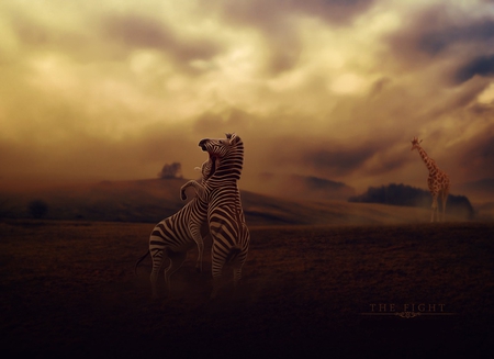 the-fight - horses, zebra, animals, 3d, fantasy, ary