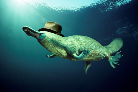 Platypus - hat, fun, water, blue, amazing, cool, platypus, hilarious, funny, nice