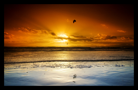 PURE_Adrenaline - sky, bird, beach, sunset, nature