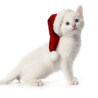 Cute Santa Kitten