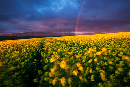 Spring-Light - flowers, yellowm field, nature, spring, sky