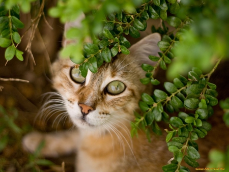 Cat in the nature - cute, animal, kitten, cat