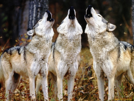 Wolf chorus - wildlife, wolf, animal, chorus, wild