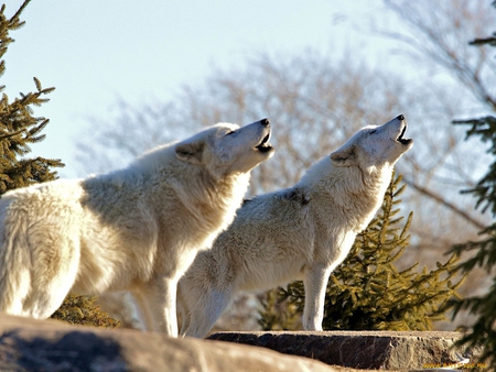 Wolf chorus - wildlife, ford, wolf, spitfire, chimo, wild, desota, animal, chorus