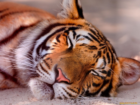 Tiger sleeping - animal, sleep, feline, tiger, wild