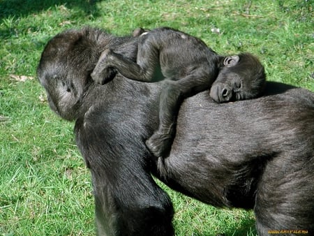 Mother's love - mom, primate, grass, mother, love, monkey