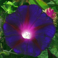 Purple-Flower