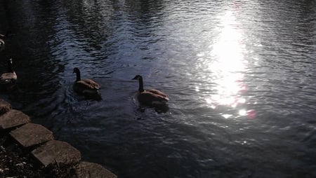 the duck pond - beauty, nature, ducks, animals, photography, water, wet, pond