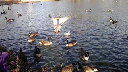 in flight - fowl, birds, nature, pond, autumn, photography, ducks, animals