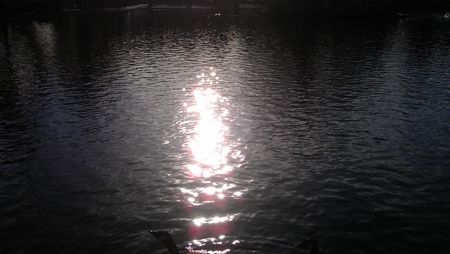 the reflection - nature, evening, photography, water, pond, dusk