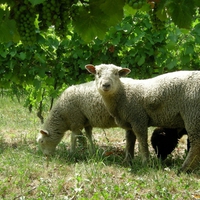 Lambs