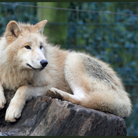 Canadian Wolf