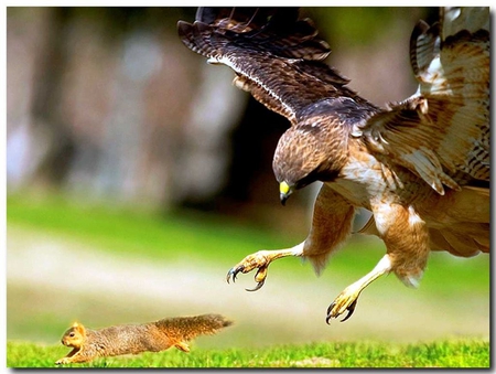 run !!!! - eagle, run, animals birds, squirrel, wallpaper