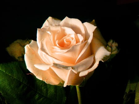 Happy birthday Mary - cream, white, black background, rose, flower, green leaves