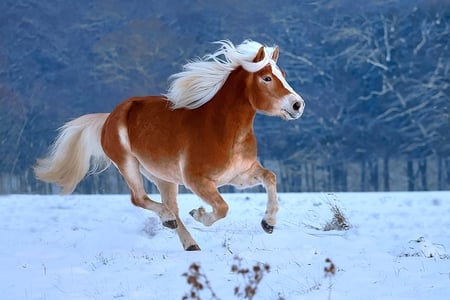 White Lightning - haflinger, gallop, graceful, beautiful, run, powerful