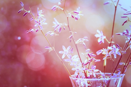 Pretty Flowers - pretty, vase, delicate, beautiful, photography, lovely, flower, pink, flowers, purple, little