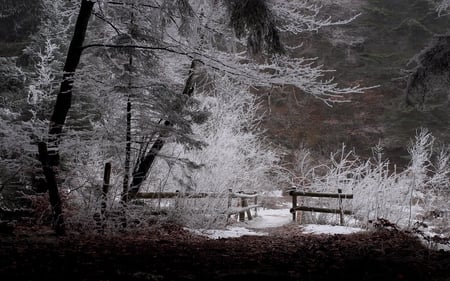 Winter Frost - fence, trees, winter, hd, nature, forest, frost, snow, beautiful