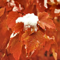 Autumn Snow