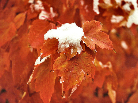 Autumn Snow - rathkelly, photo, photography, leaves, nature, leanna rathkelly, snow, autumn