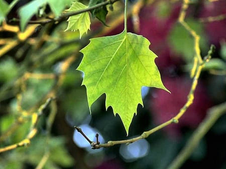 Vineyard Greenery - grapes, vineyard, photography, photo, leaf