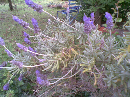 LAVENDER - plants, flowers, nature, lavenders