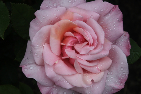 To All my friends on DN Happy Thanksgiving - rose, pink, water, flowers, photography, green