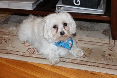 Dog Doggy my name - carpet, beige, blue, brown, photography, eyes, black, nose, white, Dogs