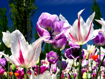 SPRING FLOWER GARDEN - scene, flowers, gorgeous, beautiful