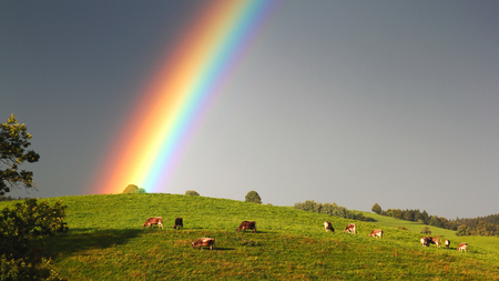 Rainbow Field - rainbow, cows, grazing, beautiful, green, field, grass