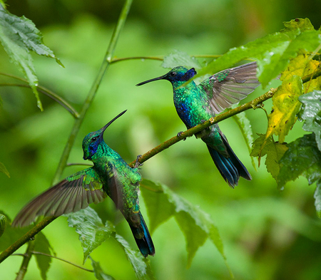 Sparkling Violetear Hummingbirds - violetear, hummingbirds, branch, beautiful, green, sparkling, couple