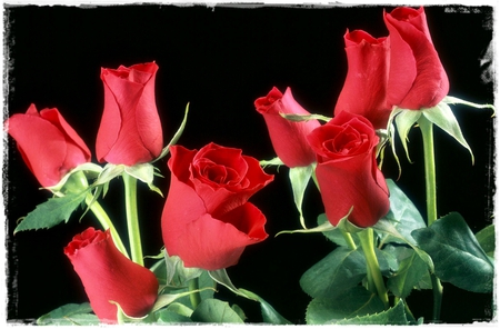 Red Roses  - flowers, roses, flower, red